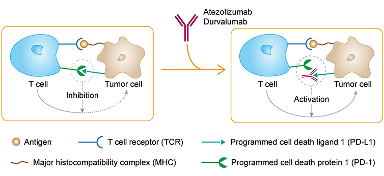 Mechanism of Action of Durvalumab